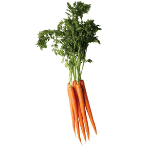 Carrot PNG image-4988